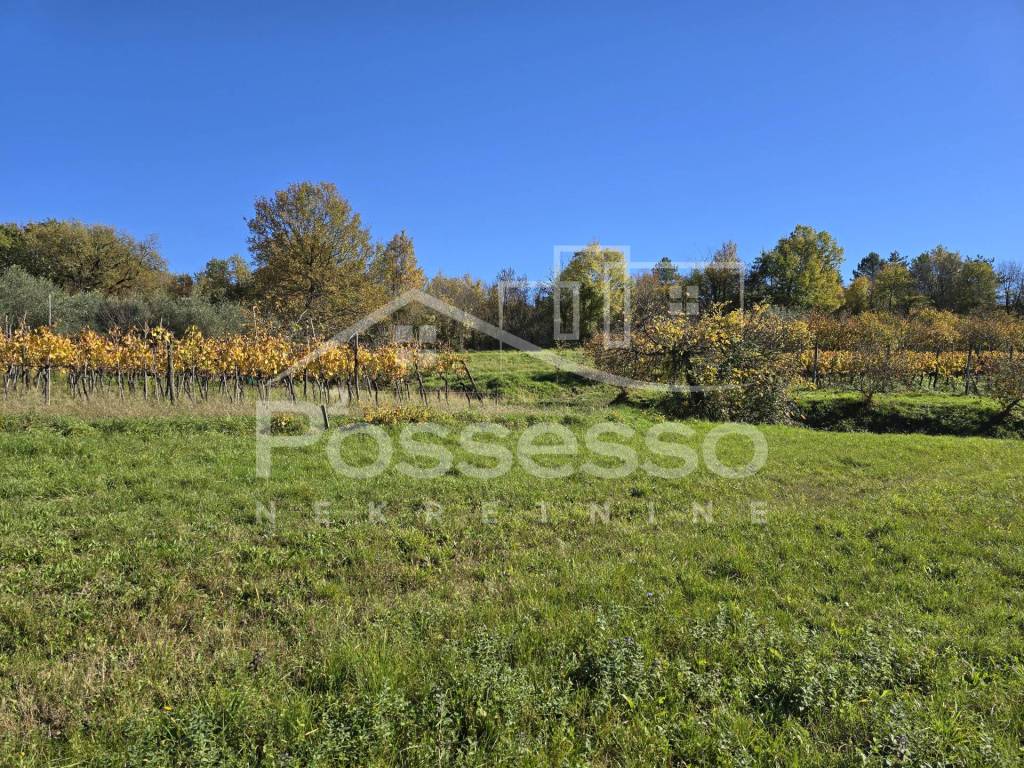 Buzet, Buzet