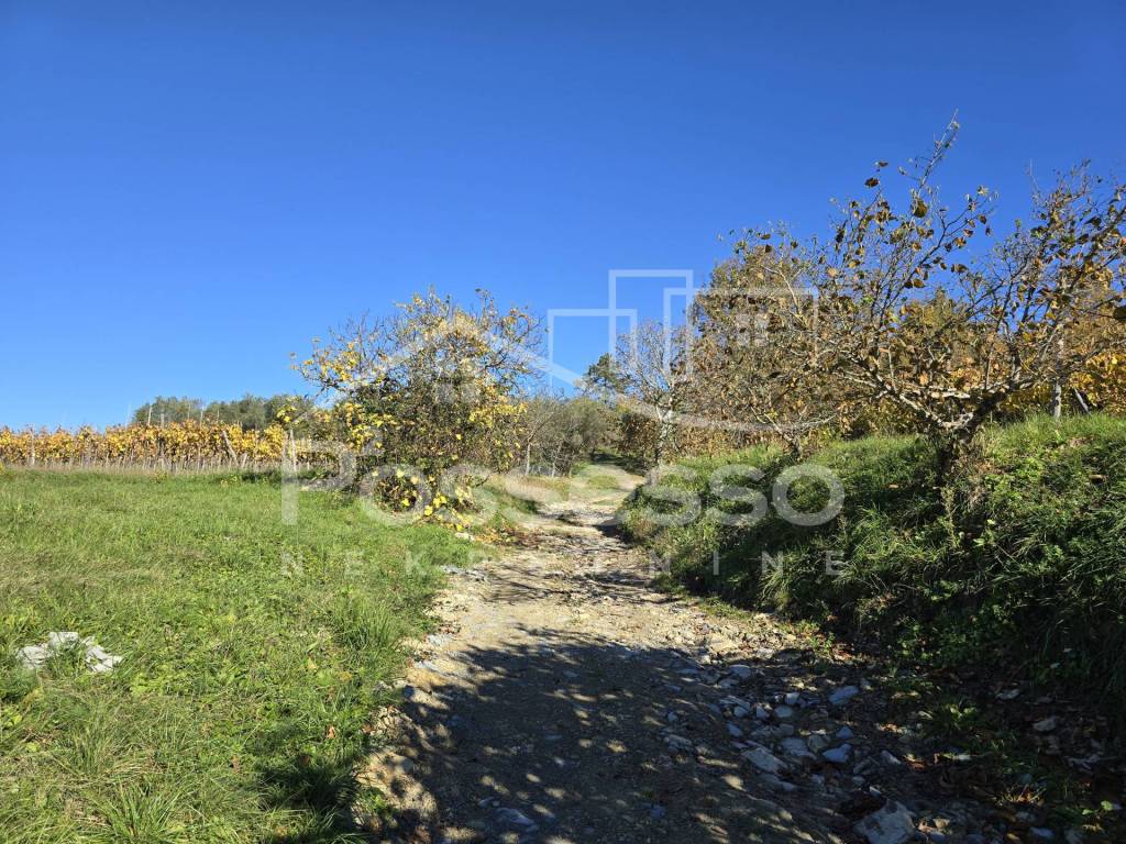 Buzet, Buzet