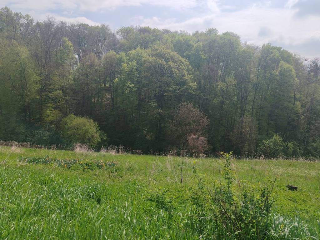 Strigova, Grabrovnik