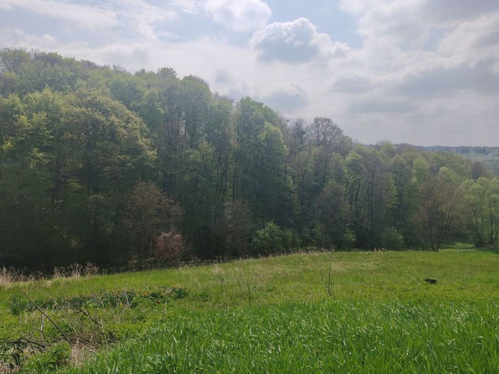 Strigova, Grabrovnik