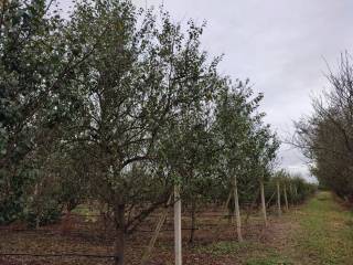 Poljoprivredno zemljiste, Prodaja, Nedelisce, Nedelisce