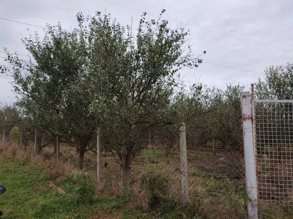 Poljoprivredno zemljiste, Prodaja, Nedelisce, Nedelisce