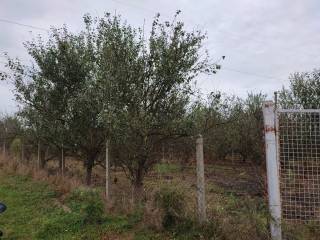 Poljoprivredno zemljiste, Prodaja, Nedelisce, Nedelisce