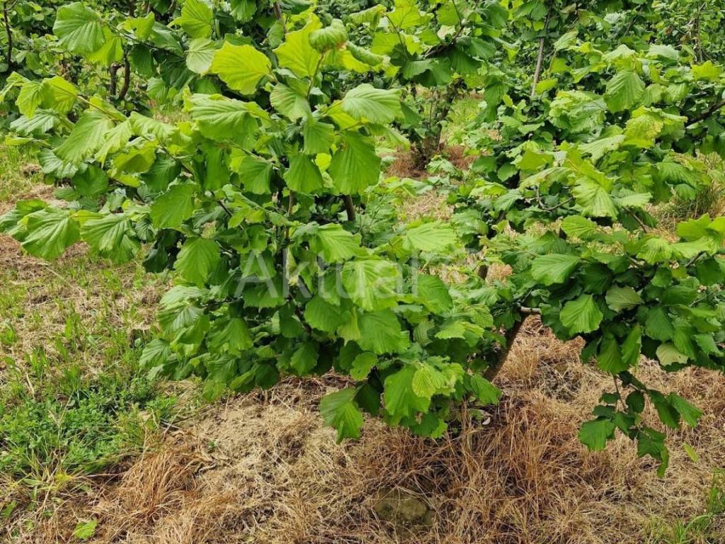 Zemljiste - ostalo, Prodaja, Velika Ludina, Mustafina Klada