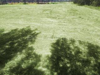 Plot for construction, Sale, Marčana, Loborika