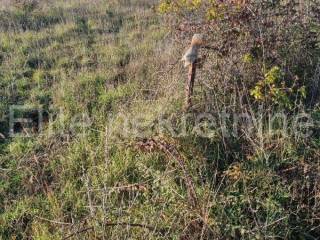 Plot for construction, Sale, Medulin, Medulin