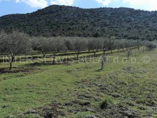 Poljoprivredno zemljište, Prodaja, Tisno, Dazlina