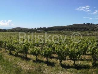 Agricultural plot, Sale, Hvar, Hvar