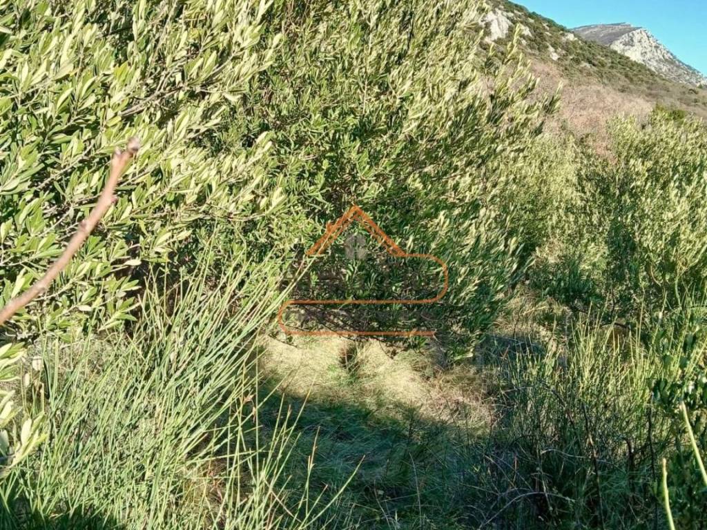 Poljoprivredno zemljiste, Prodaja, Kastela, Kastel Luksic