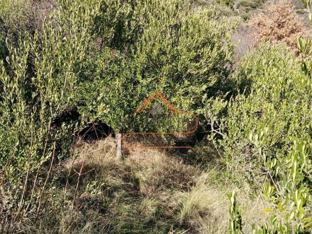 Poljoprivredno zemljiste, Prodaja, Kastela, Kastel Luksic