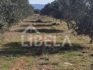 Agricultural plot, Sale, Vrbnik, Vrbnik