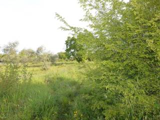 Plot for construction, Sale, Poreč, Poreč