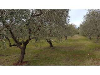 Land, Sale, Tar-Vabriga