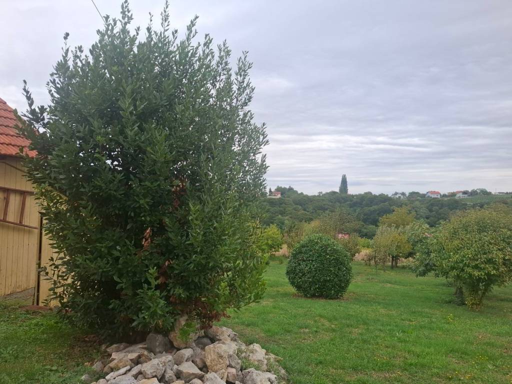 Sveti Juraj na Bregu, Dragoslavec
