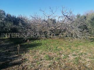 Agricultural plot, Sale, Šibenik - Okolica, Donje Polje