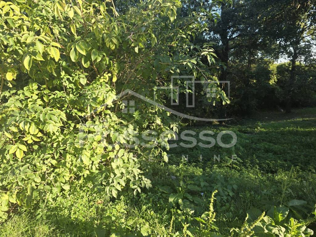 Lupoglav, Semic