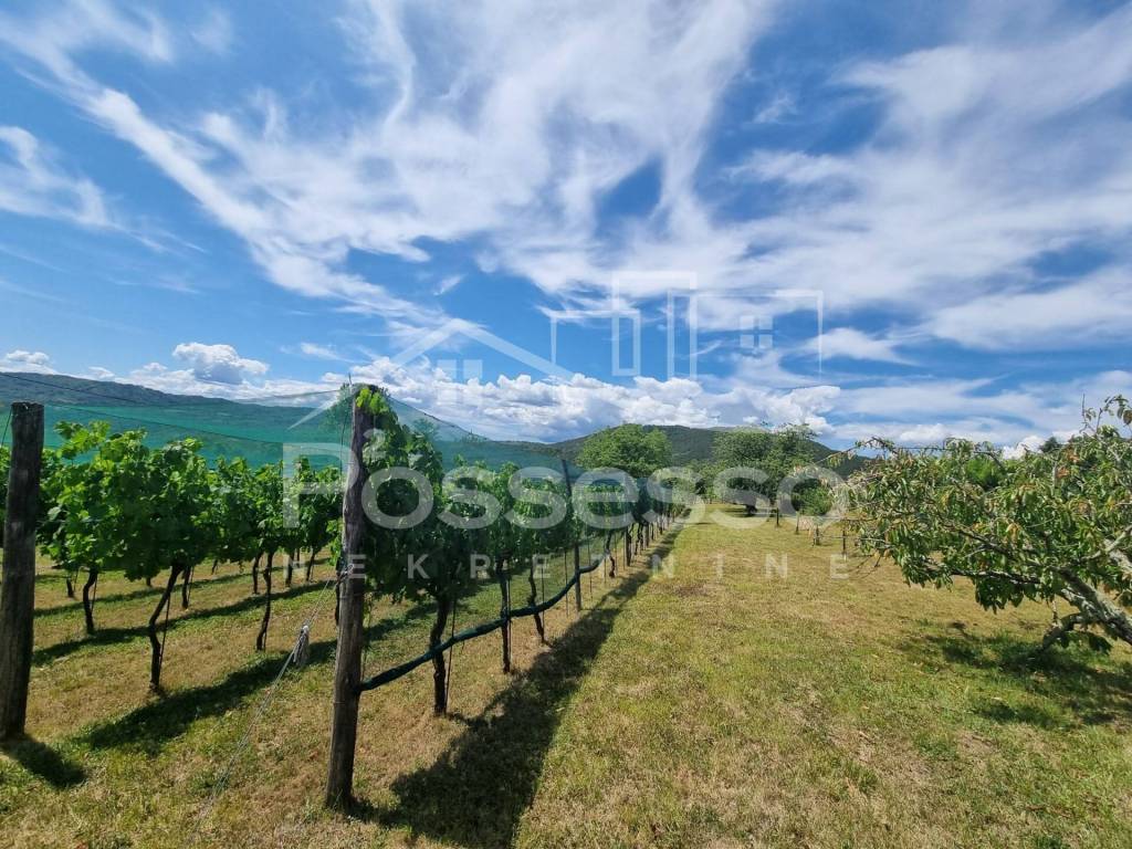 Buzet, Buzet