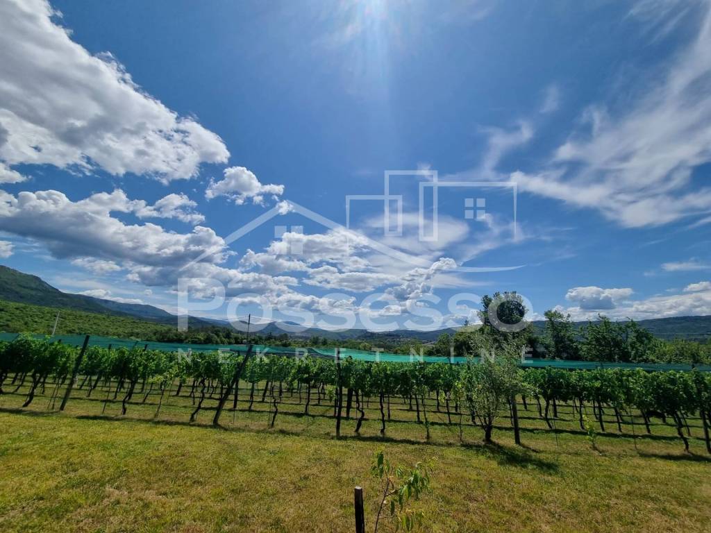 Buzet, Buzet