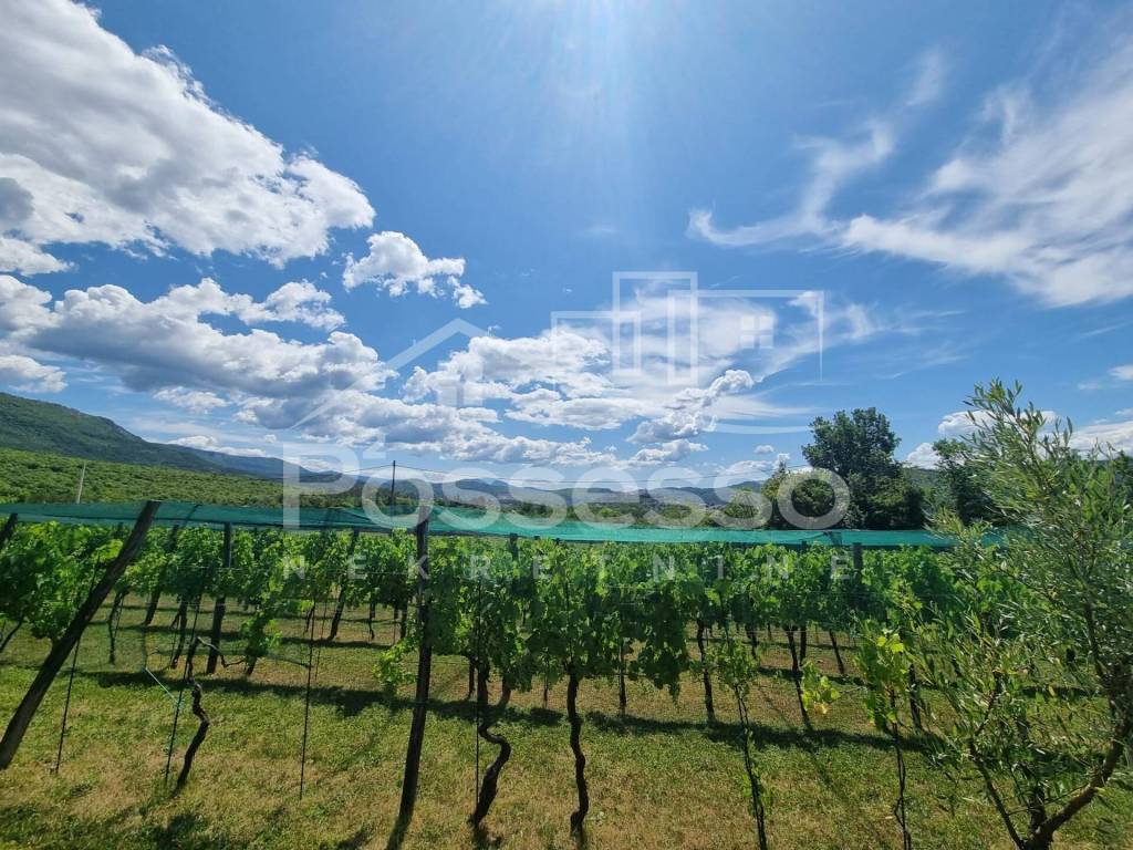 Buzet, Buzet