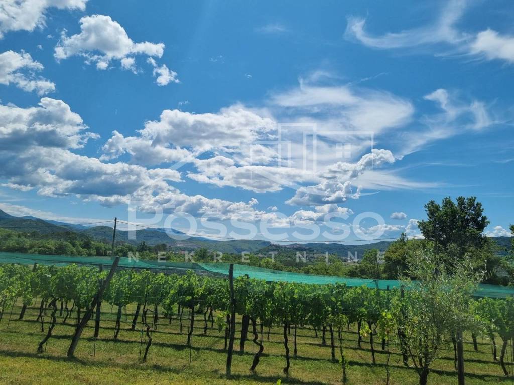 Buzet, Buzet