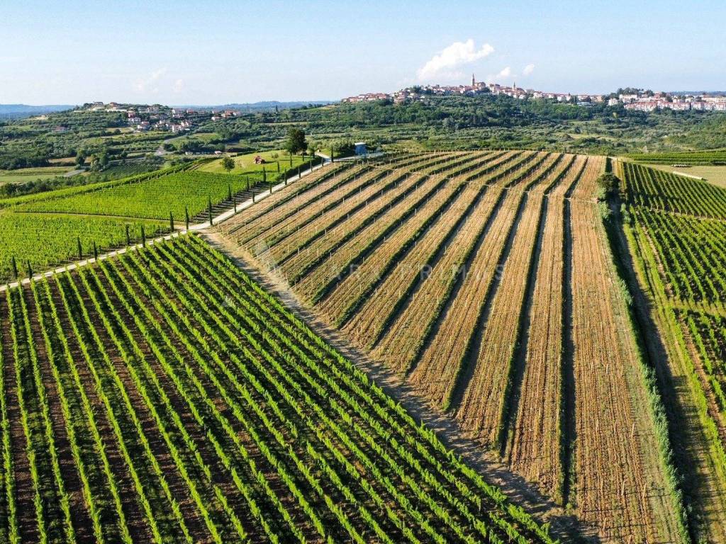 Poljoprivredno zemljiste, Prodaja, Buje, Buje