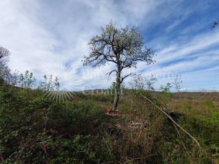 Agricultural plot, Sale, Slunj, Gornje Primišlje