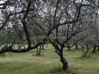 Land plot - other, Sale, Brtonigla, Brtonigla