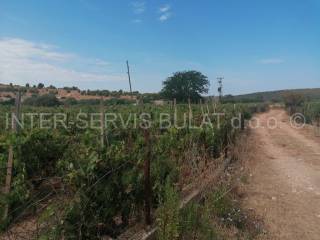 Agricultural plot, Sale, Šibenik - Okolica, Jadrtovac