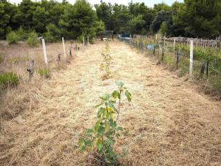 Agricultural plot, Sale, Vir, Vir