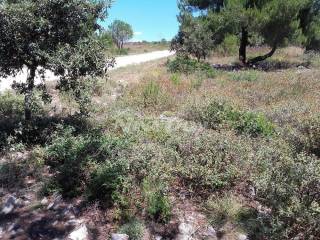 Agricultural plot, Sale, Vir, Vir