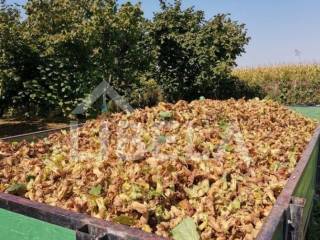 Agricultural plot, Sale, Čakovec, Pustakovec