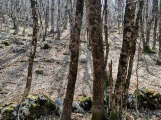 Plot for construction, Sale, Lovinac, Lovinac