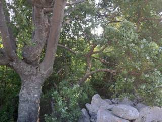 Agricultural plot, Sale, Starigrad, Seline