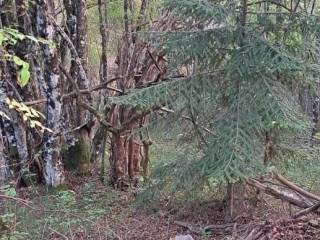 Plot for construction, Sale, Gospić - Okolica, Bužim
