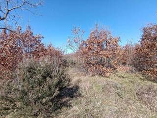 Agricultural plot, Sale, Vodnjan, Gajana
