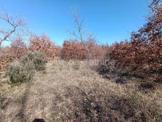Agricultural plot, Sale, Vodnjan, Gajana