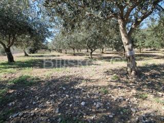 Agricultural plot, Sale, Kaštela, Kaštel Štafilić