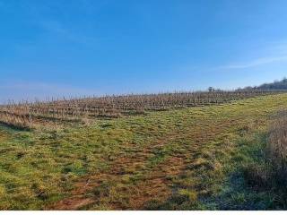 Arable land, Sale, Poreč, Poreč