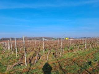 Arable land, Sale, Poreč, Poreč