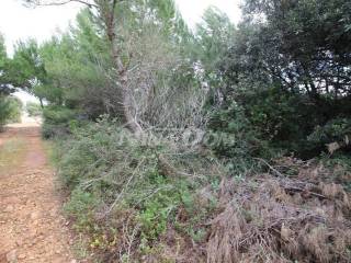 Agricultural plot, Sale, Vir, Vir