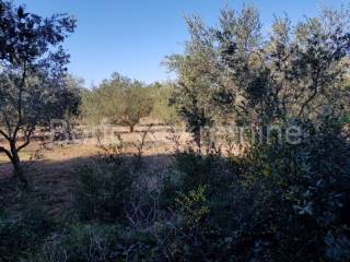 Agricultural land, Sale, Preko, Ugljan