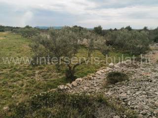 Agricultural plot, Sale, Šibenik - Okolica, Jadrija