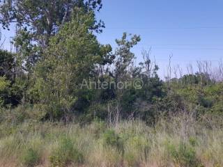 Agricultural plot, Sale, Privlaka, Privlaka