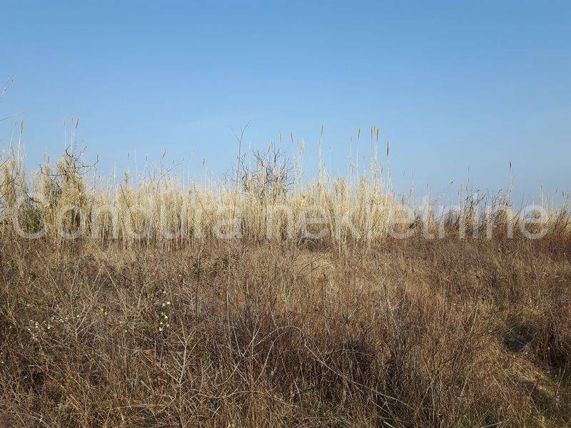Agricultural plot, Sale, Privlaka, Privlaka